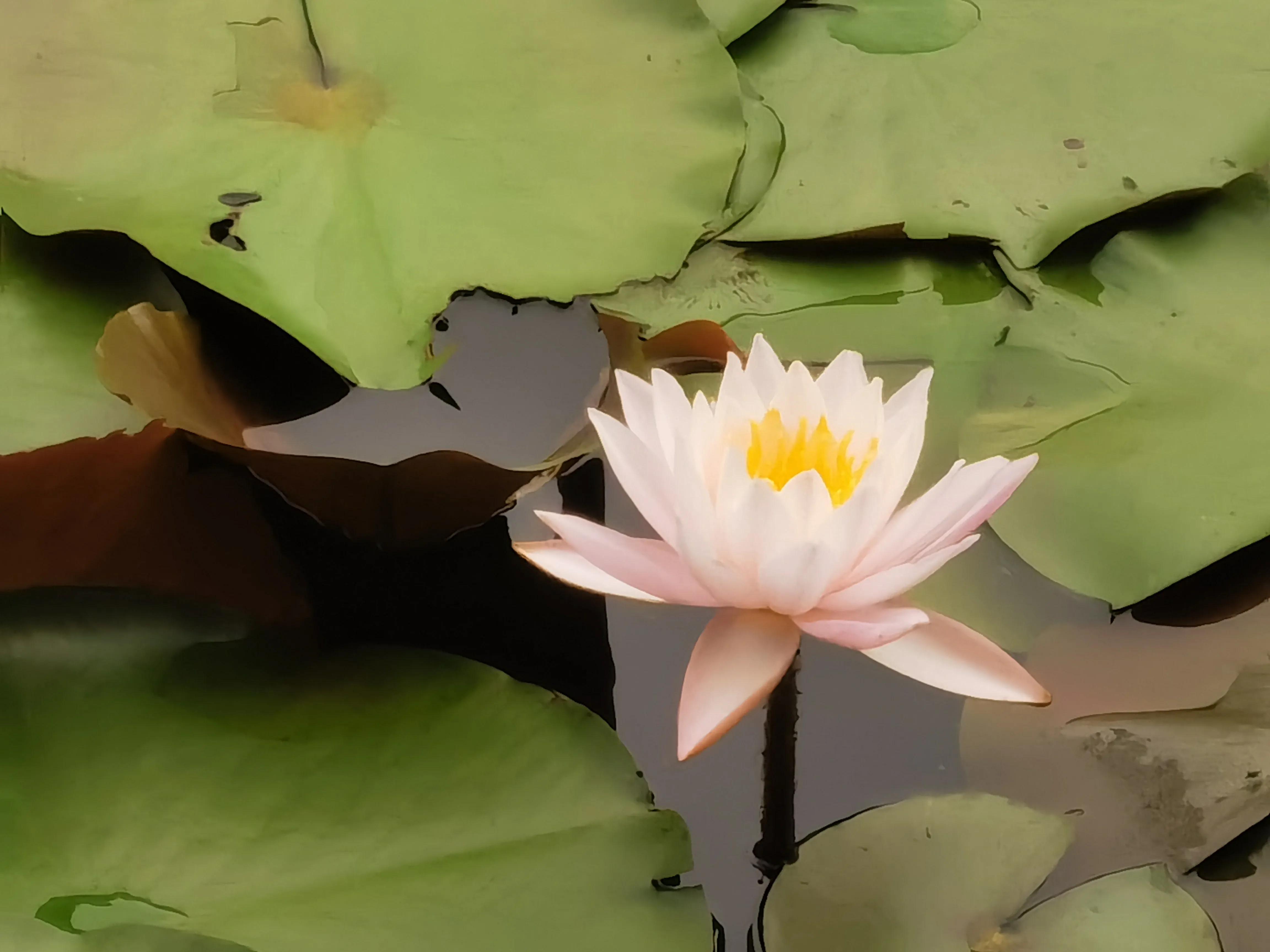 仓央嘉措——陌上花开