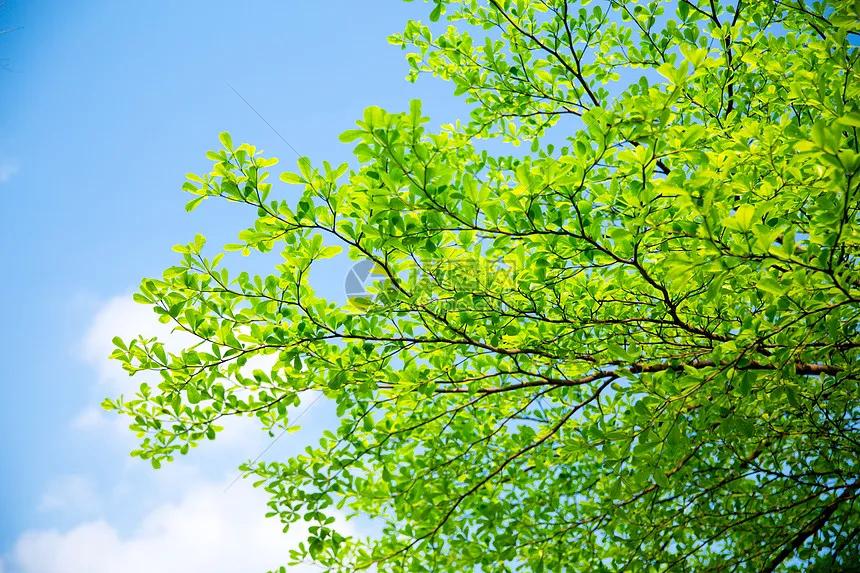 夏日，那一片片绿叶