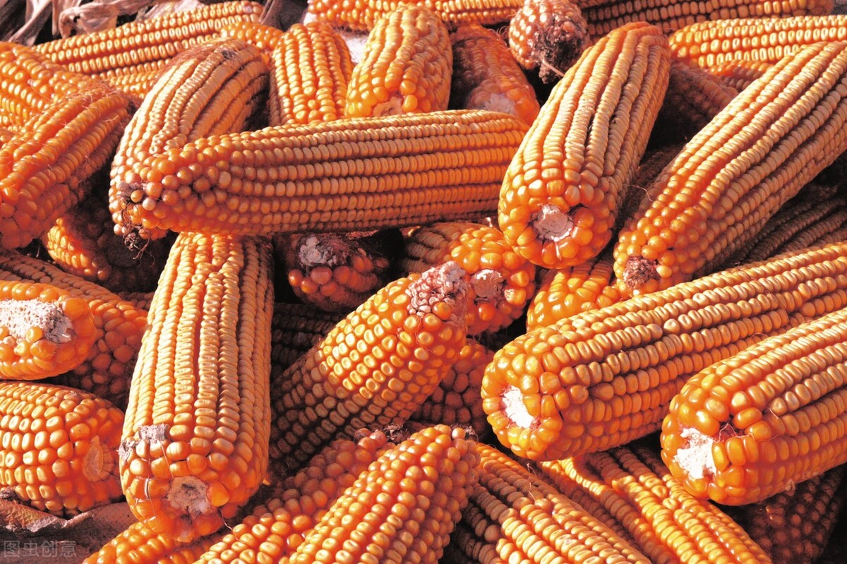 玉米价格继续“狂飙”，山东玉米冲向3000元/吨大关，3月6日粮价