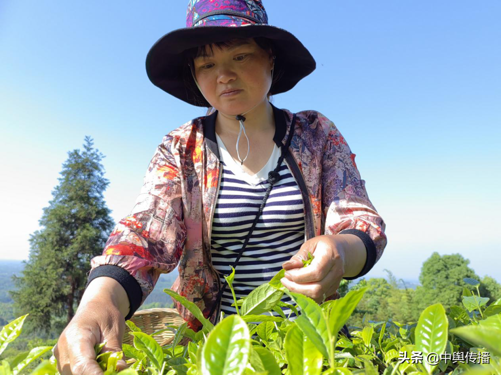 四川隆昌：茶山有春意 乡村旅游再升级