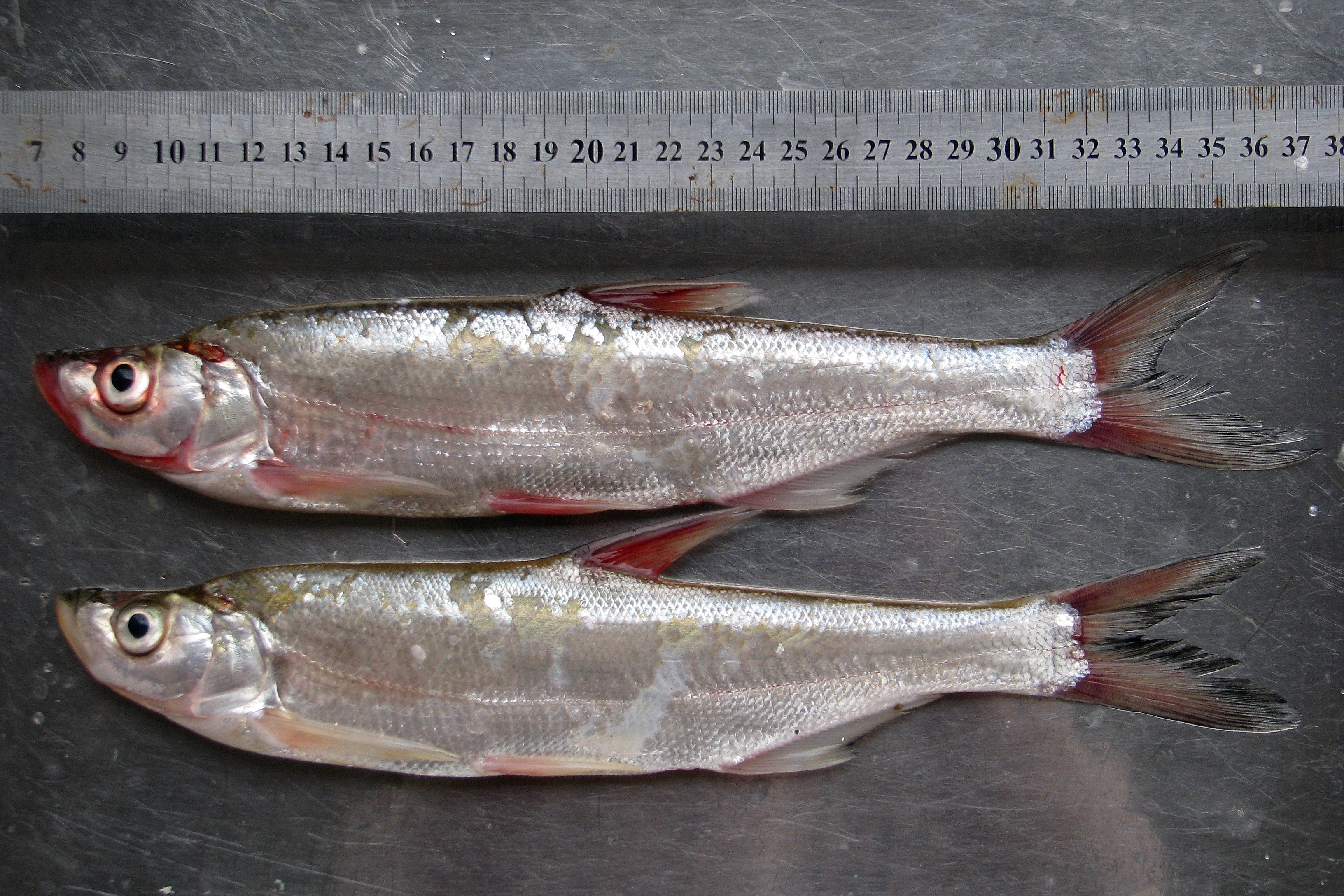 黑龙江江鱼的种类图片图片