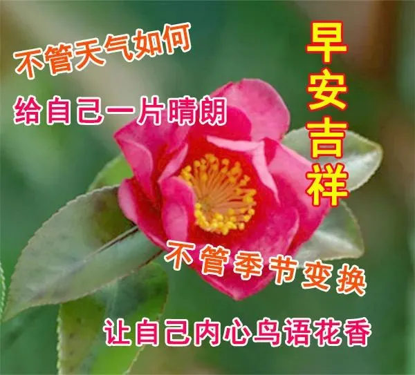 特温馨早上好问候暖心祝福语文字,早晨好漂亮群发慰问语录