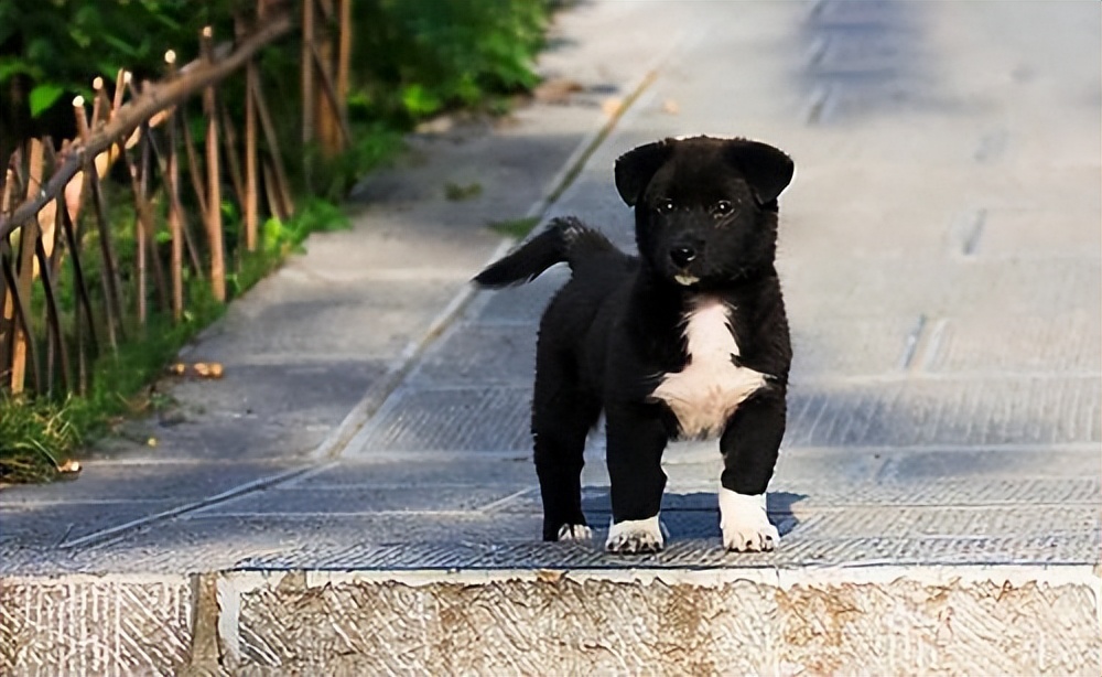 俗话说"四蹄踏雪送福来",说的四爪的毛发如果是白色的狗,那养它一定能
