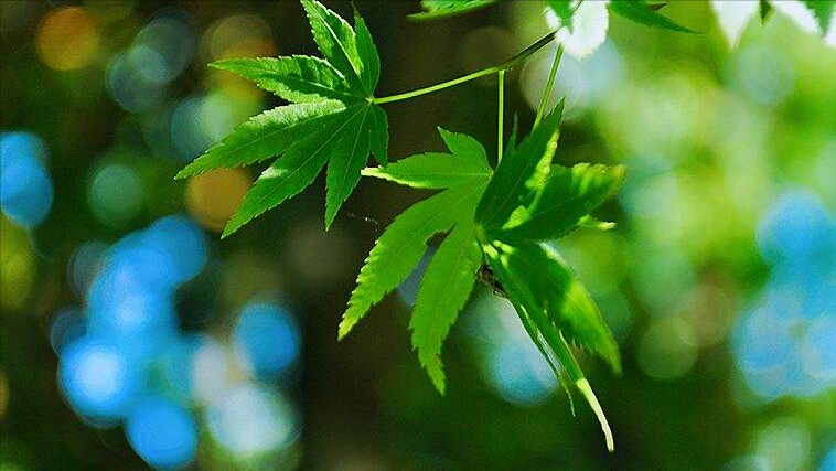 10首宋代七言绝句中的初夏：晴日暖风生麦气，绿阴幽草胜花时