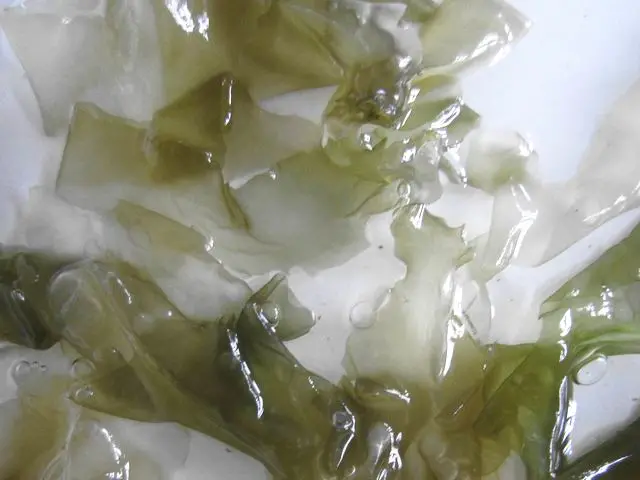 海白菜图片海洋中的海白菜主要功能介绍