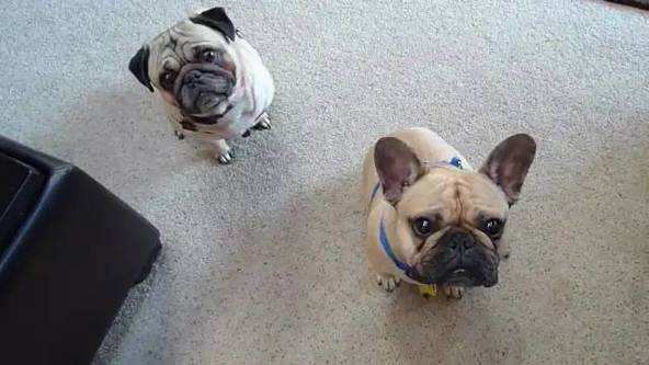 巴哥犬vs法国斗牛犬,你更喜欢哪种?