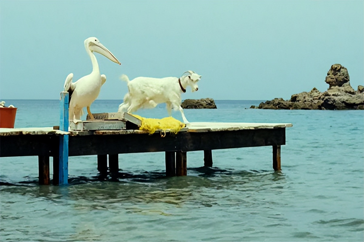 读碟 | 男孩与鹈鹕