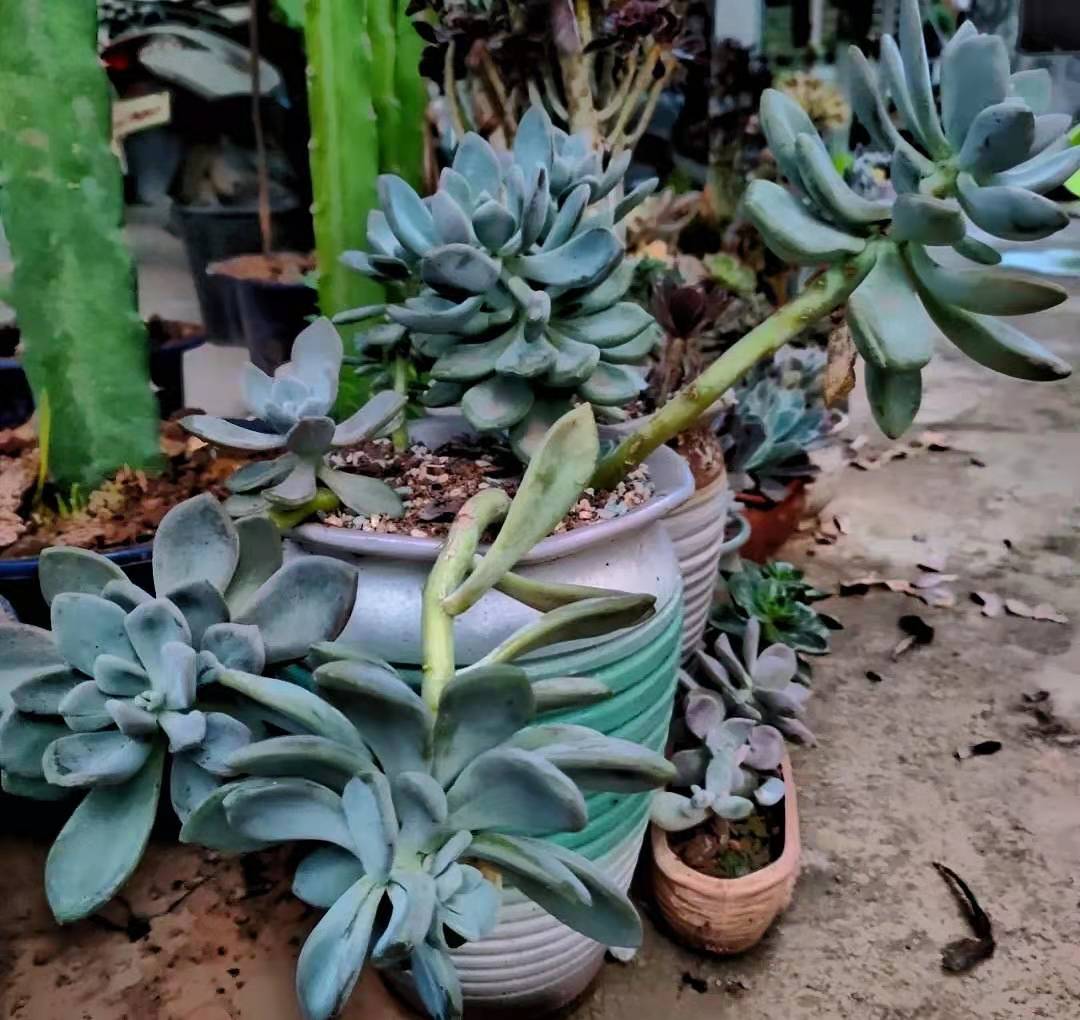 就养一盆冬美人吧冬美人盆栽