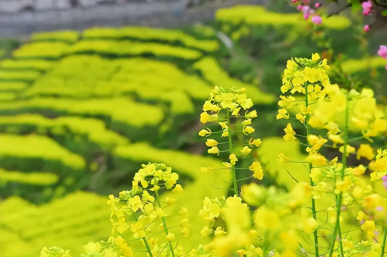 「诗词鉴赏」春日正好，春花烂漫，在古诗词里寻找最美的春日