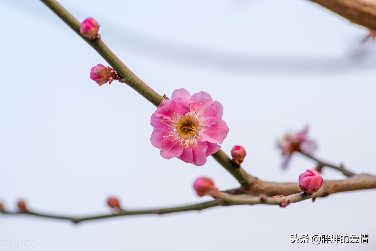 定定住天涯，依依向物华；寒梅最堪恨，常作去年花