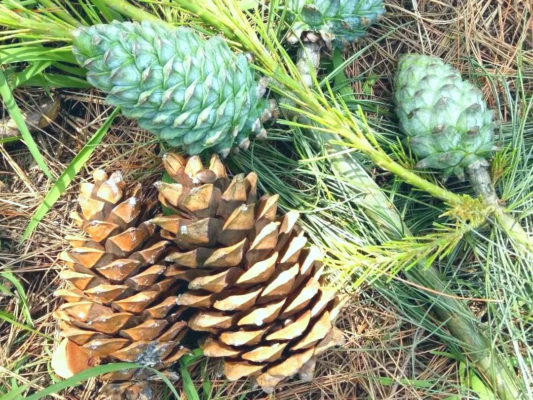 松果的寓意和象征(带你了解松果的用途价值)