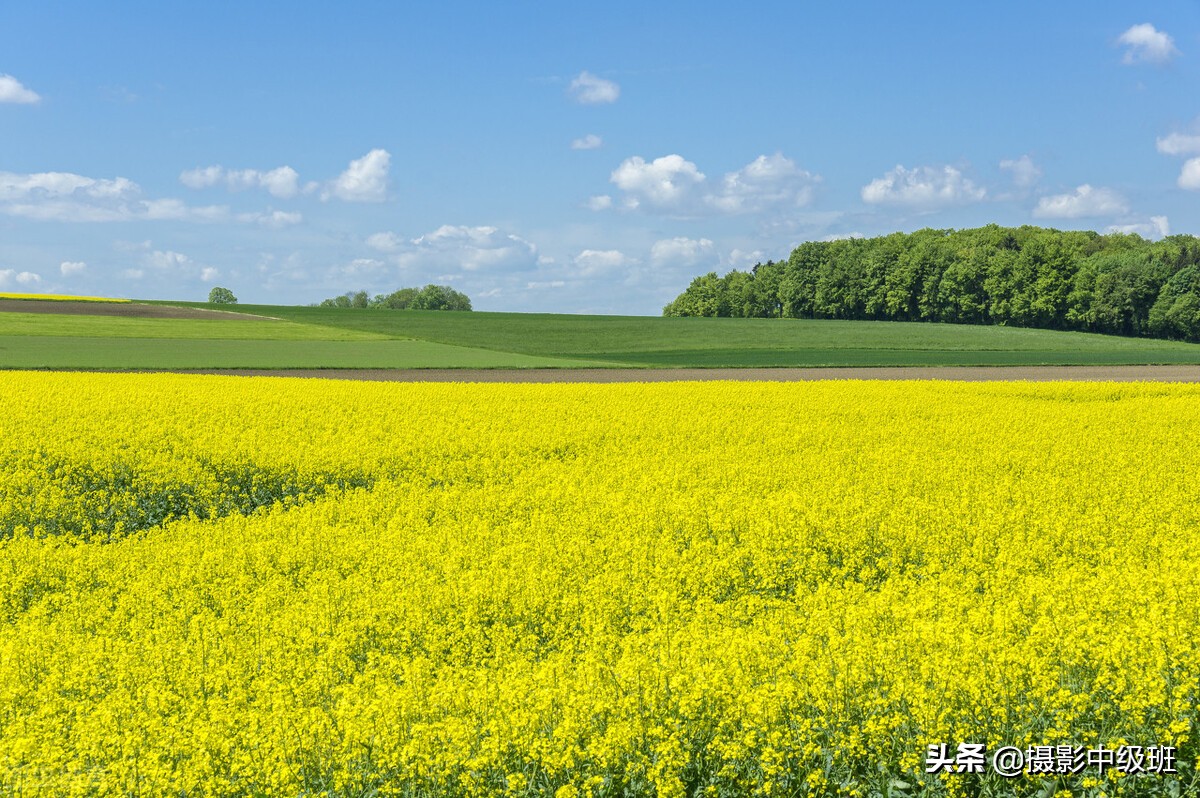 如何拍油菜花？死记这3个拍摄技巧，摄影新手也能拍好