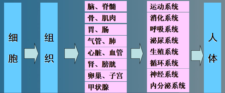 人体的构成要素有哪些身体的构成要素
