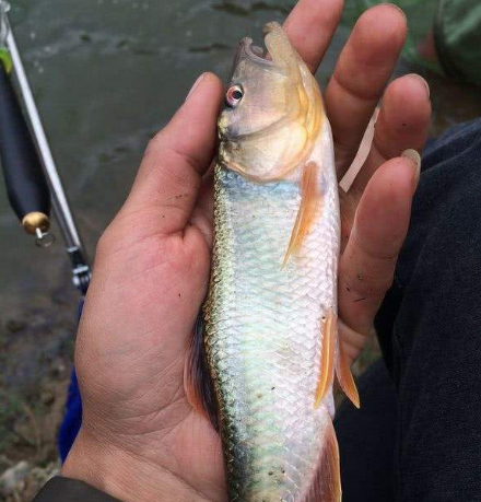 马口鱼:嘴巴像马嘴,重不过1两却是"鱼中珍品"!