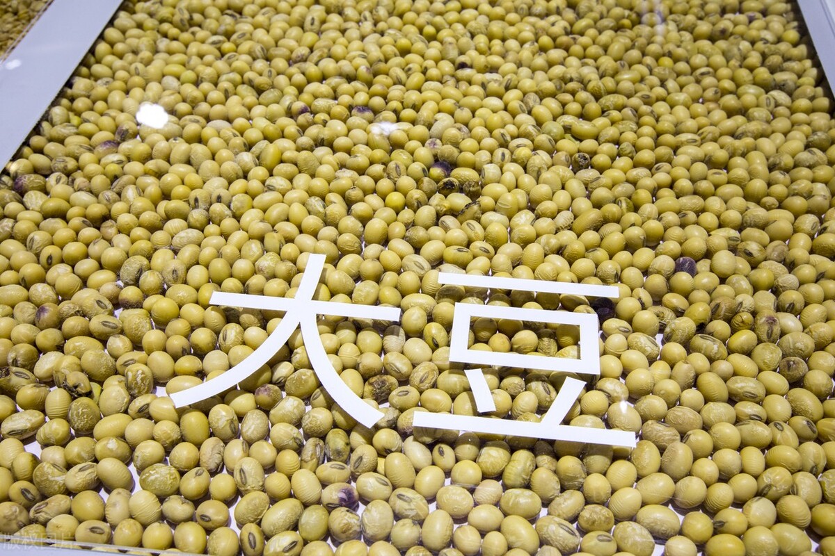 东北大豆价格“危险”？拍卖又来，该何去何从？12月14日大豆价格