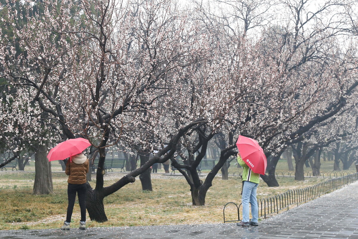 三月的雨 （现代诗）