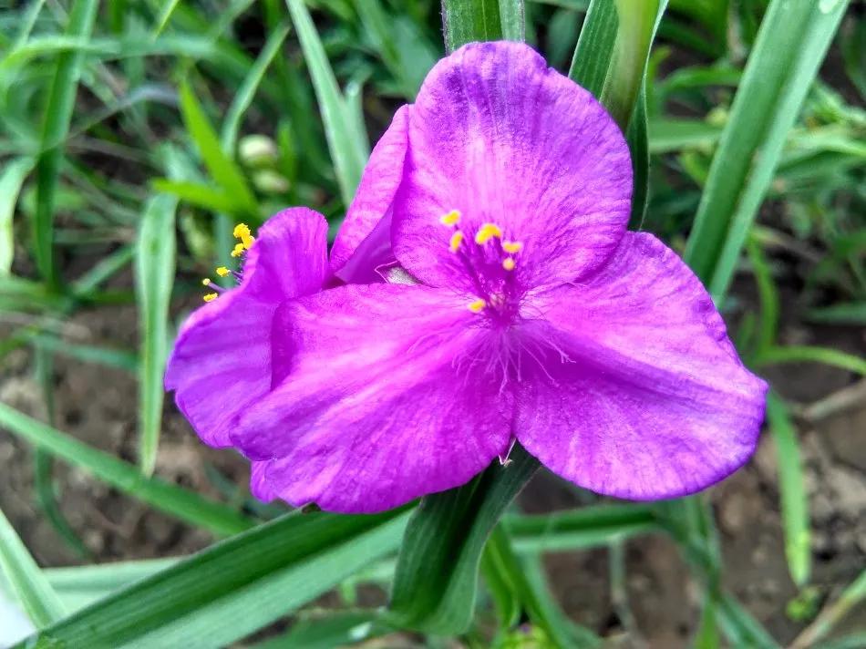 紫露草一一积极乐观 紫露草 佳辰