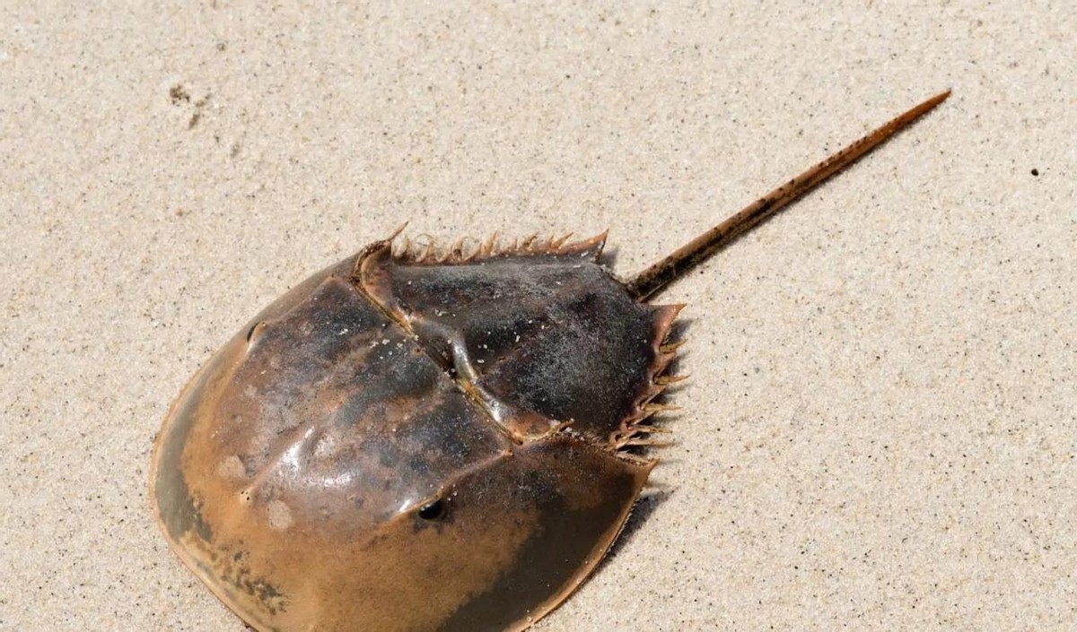 存活了4亿年,却被人类残忍抽血,只因血液是蓝色