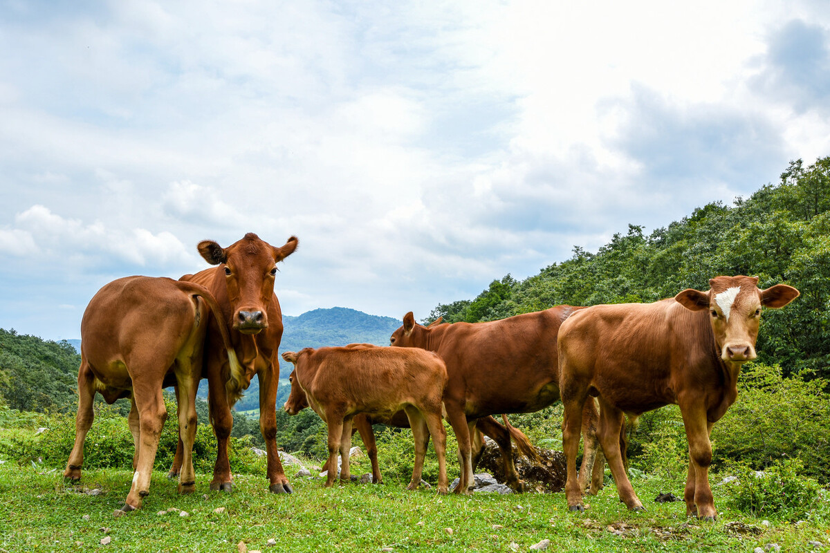 小黄牛价格多少钱一头(牛价丨2月27日) - 价格百科