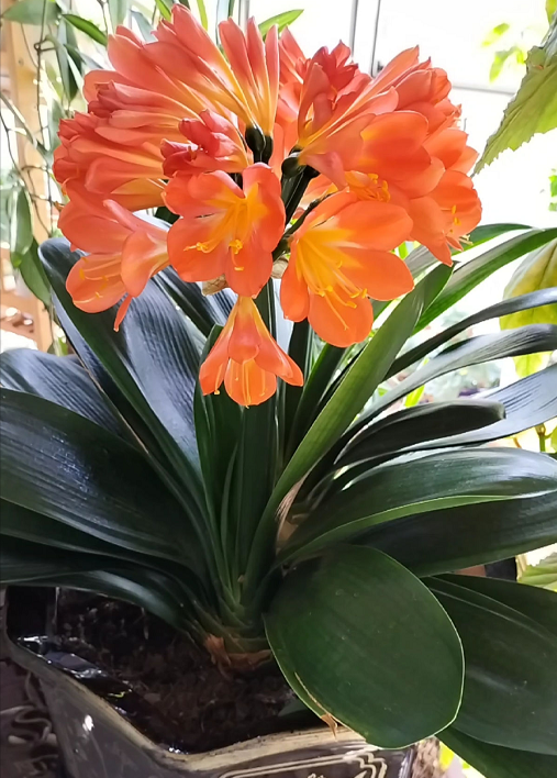 君子蘭花圖片,君子蘭花圖片大全大圖