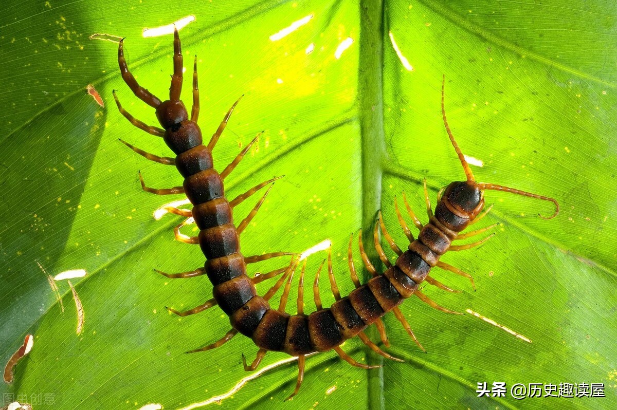 為什么不能踩死蜈蚣,為什么不能踩死蜈蚣會有另外一只