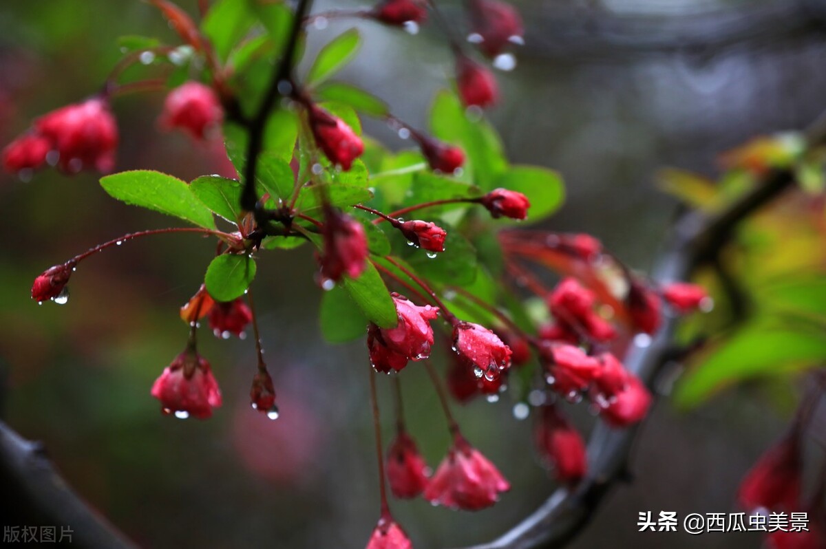 海棠花比喻什么样的人（海棠花寓意象征含义）