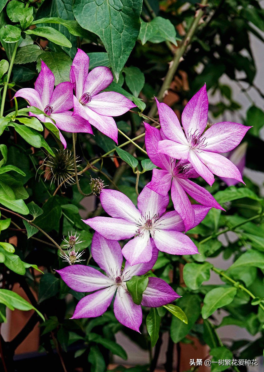 耐寒宿根花卉（两季都适合种的30种宿根花卉）