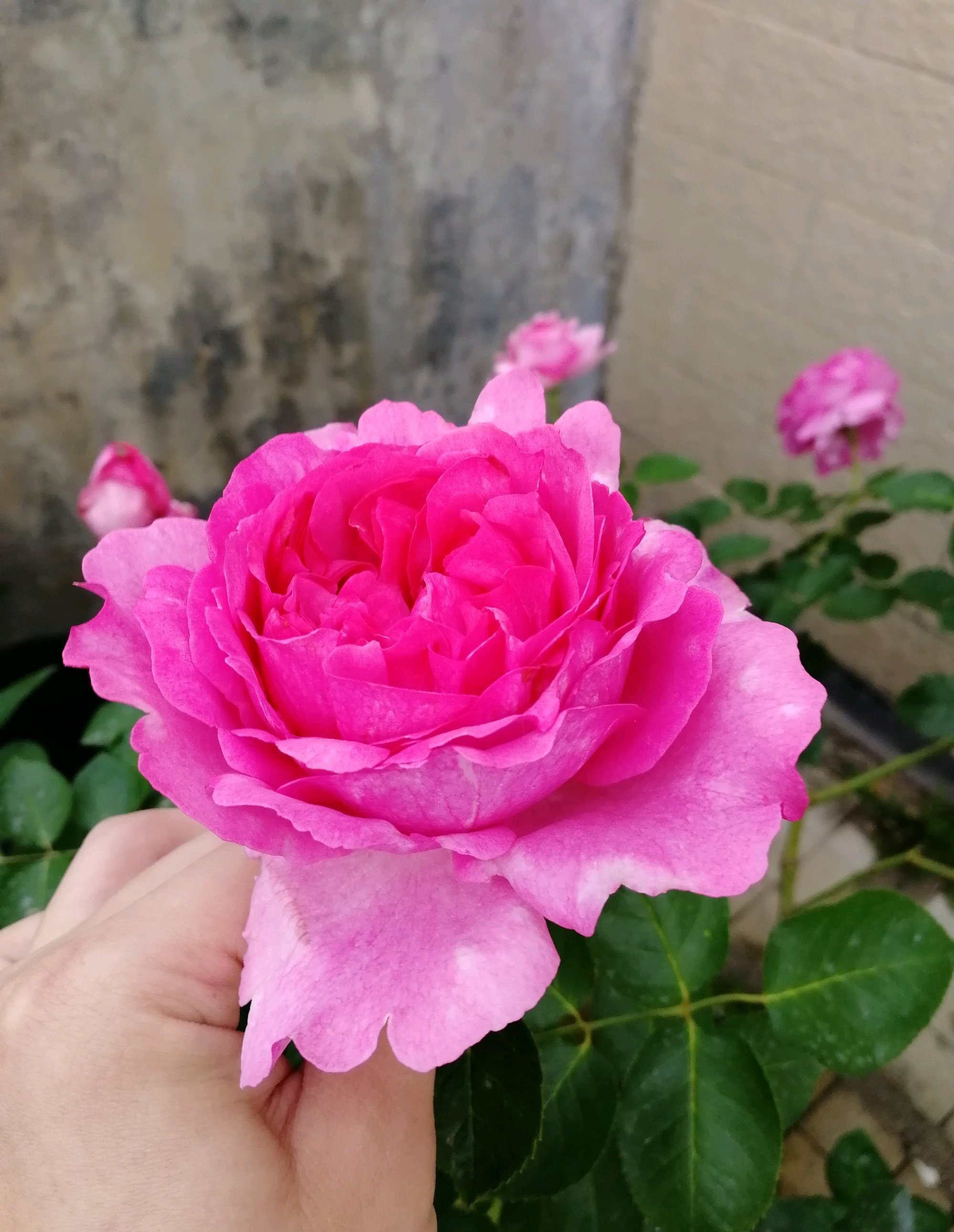 浓香月季第一名（一款美如牡丹的月季花大色美）