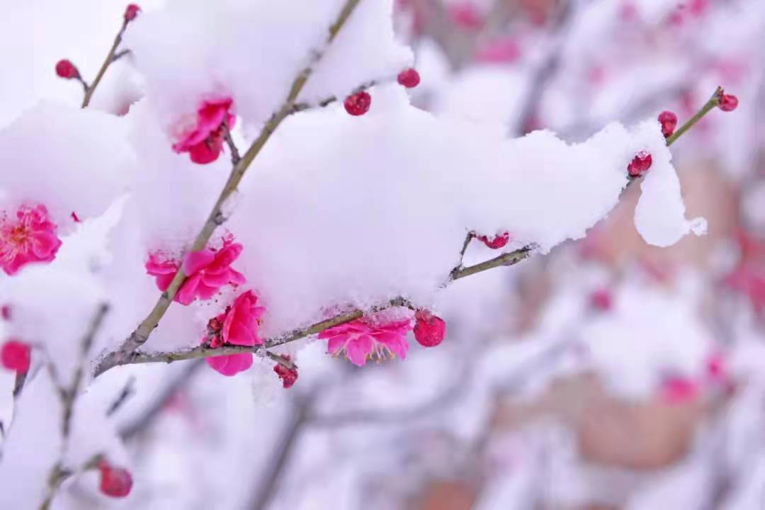 今日大雪：仲冬已来，雪落如诗，3件雅事快和孩子一起做吧