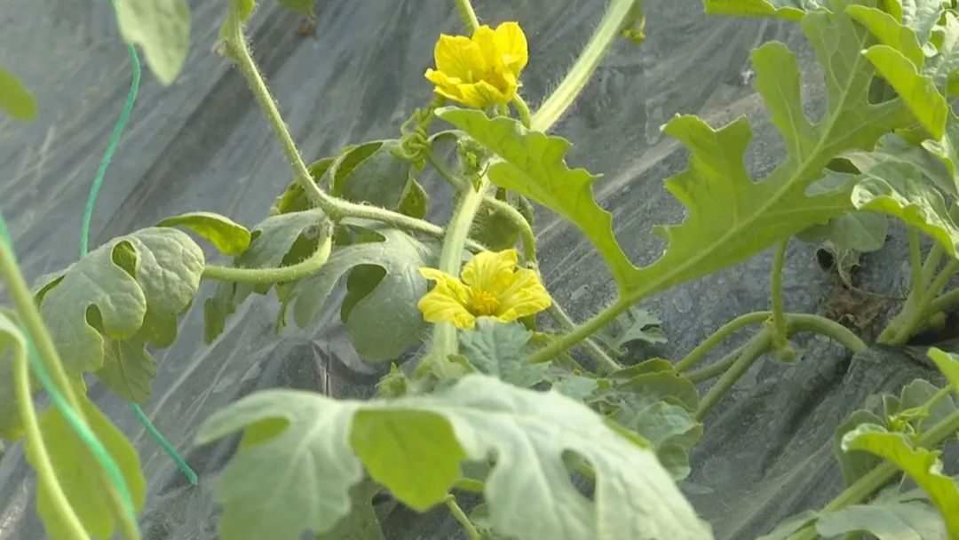 好品山东｜西瓜随便吃，种子得留下！这是啥操作？