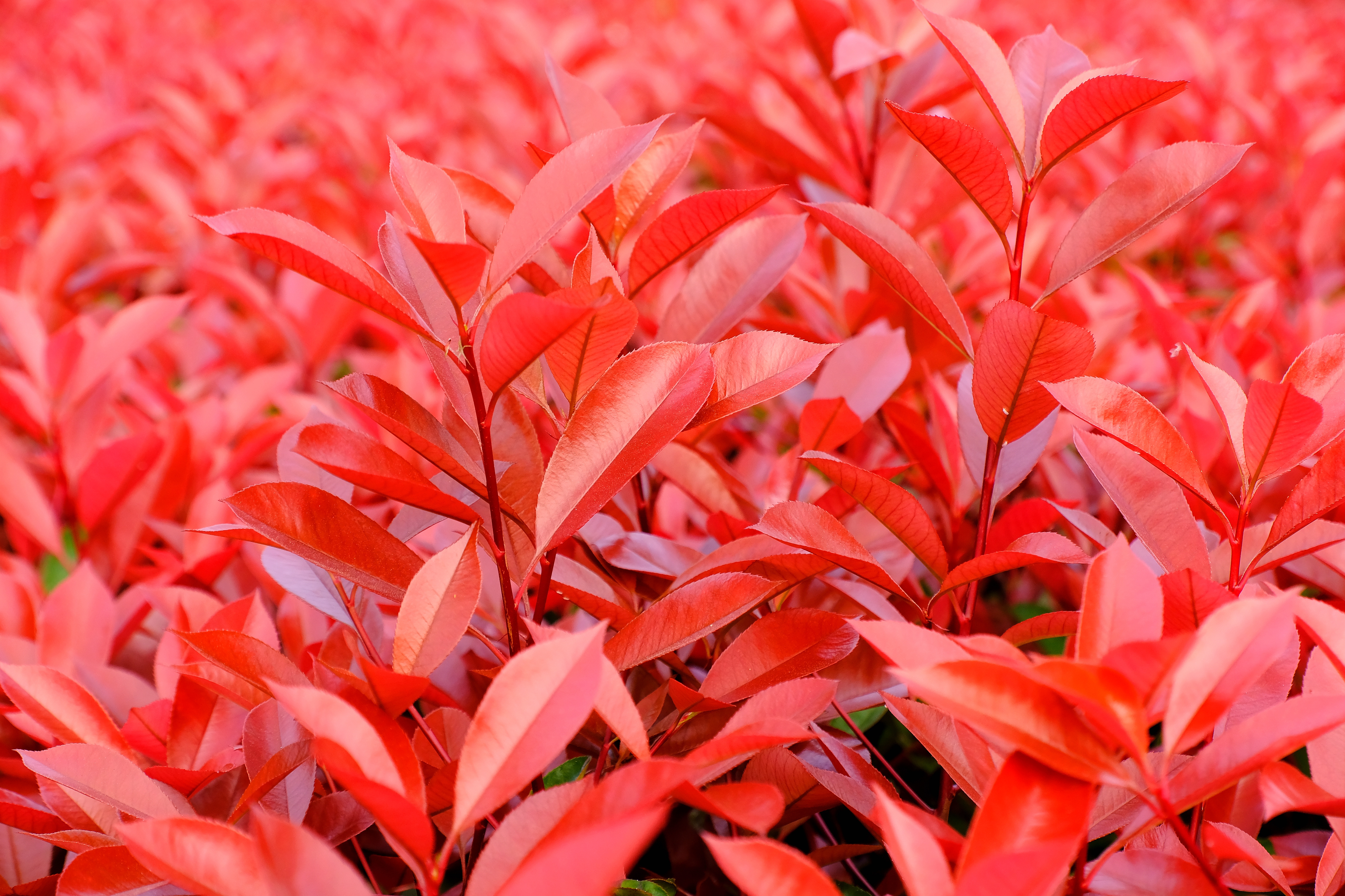 紅葉甜菜長什麼樣子(彩葉植物的顏值擔當)