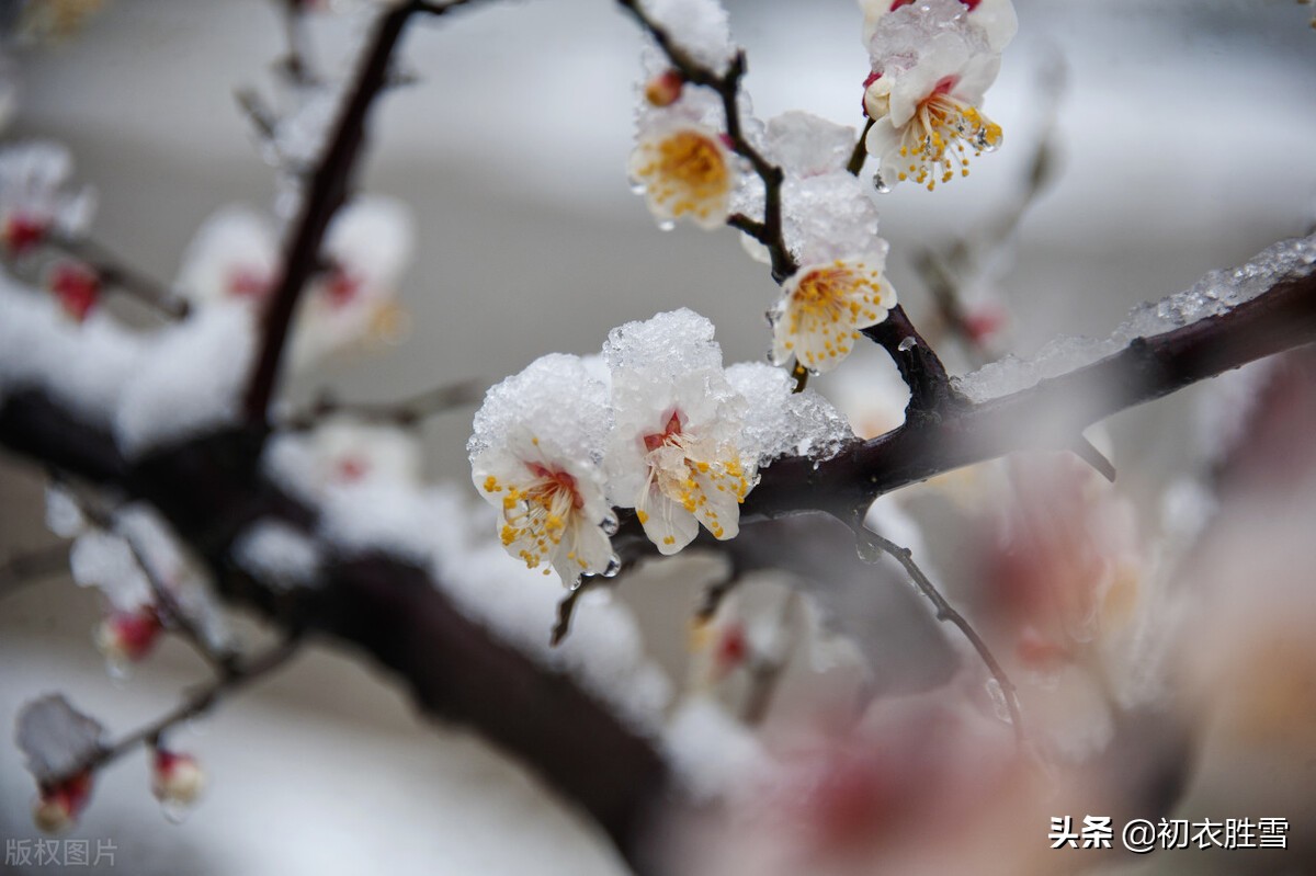 腊雪梅花古诗五首：腊雪连宵接晓飞，梅花静对雪花妍