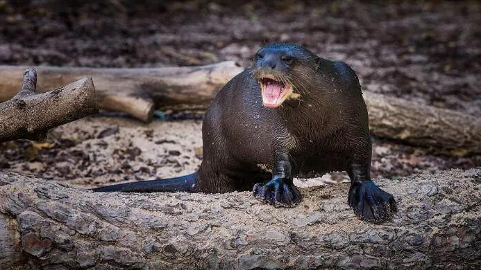 亚马逊河中隐藏的十大恐怖生物,谁是真正的霸主?食人鱼是开胃菜