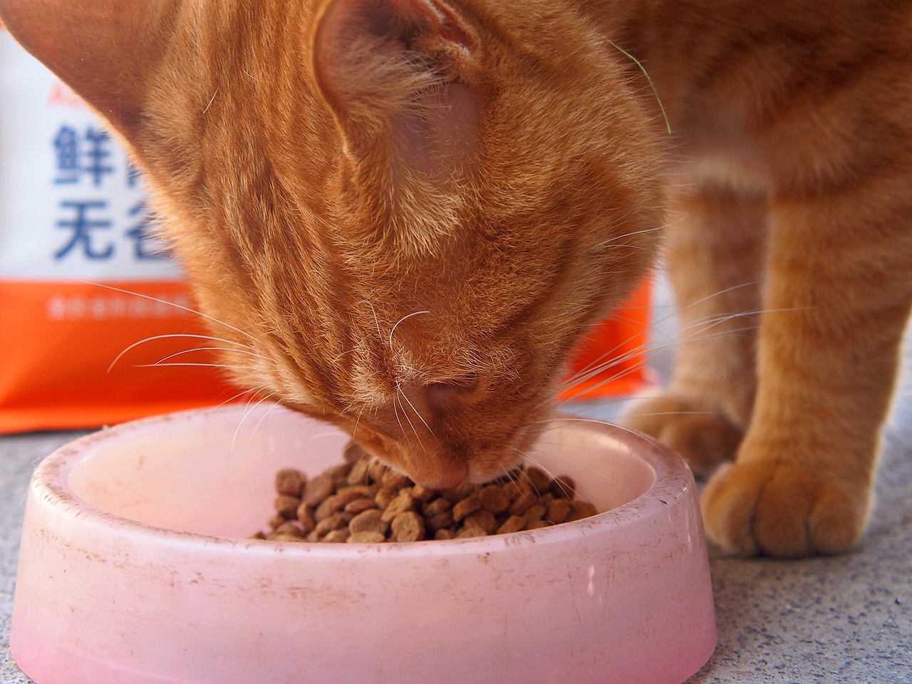 无谷鲜肉配方，宠熙猫粮毛孩子爱吃的猫粮