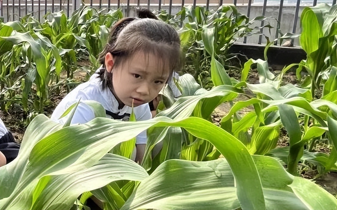 习节气·承传统|记成都高新区朝阳小学丰富多彩的立夏节气主题活动