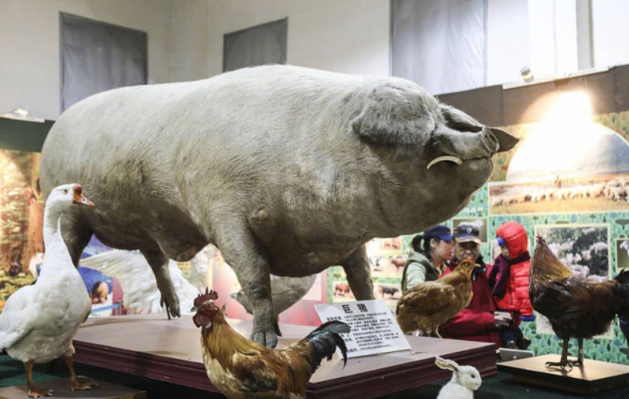 大連農業博物館收藏標本阿緣,成為鎮館之寶