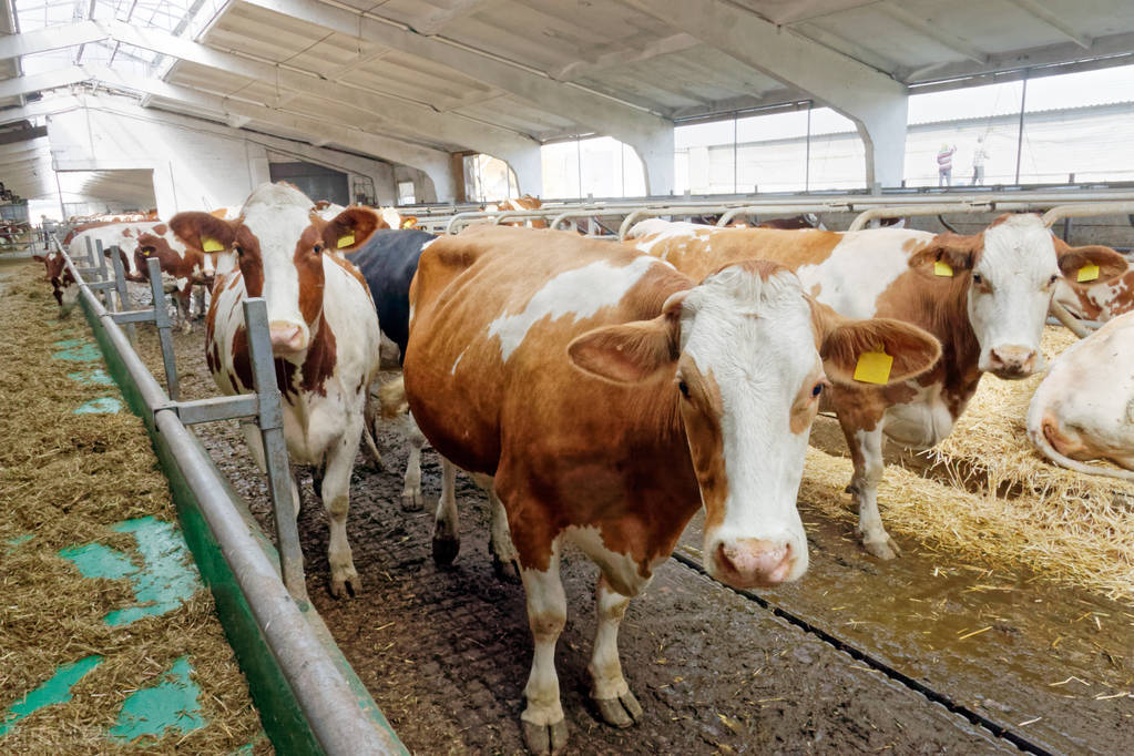 牛价丨2月16日 肉牛价格如何了？来看河北、内蒙、山西等地报价