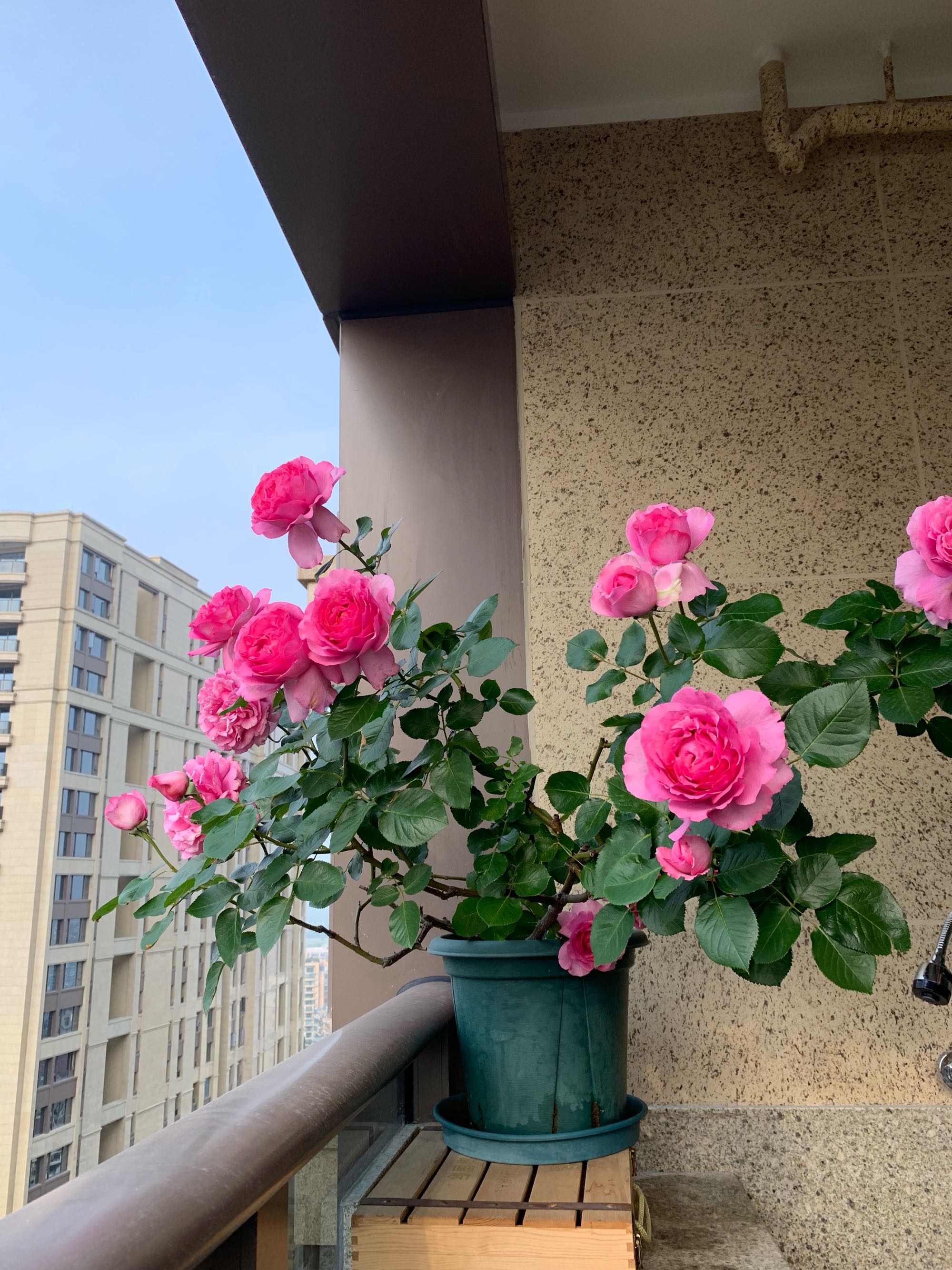 浓香月季第一名（一款美如牡丹的月季花大色美）