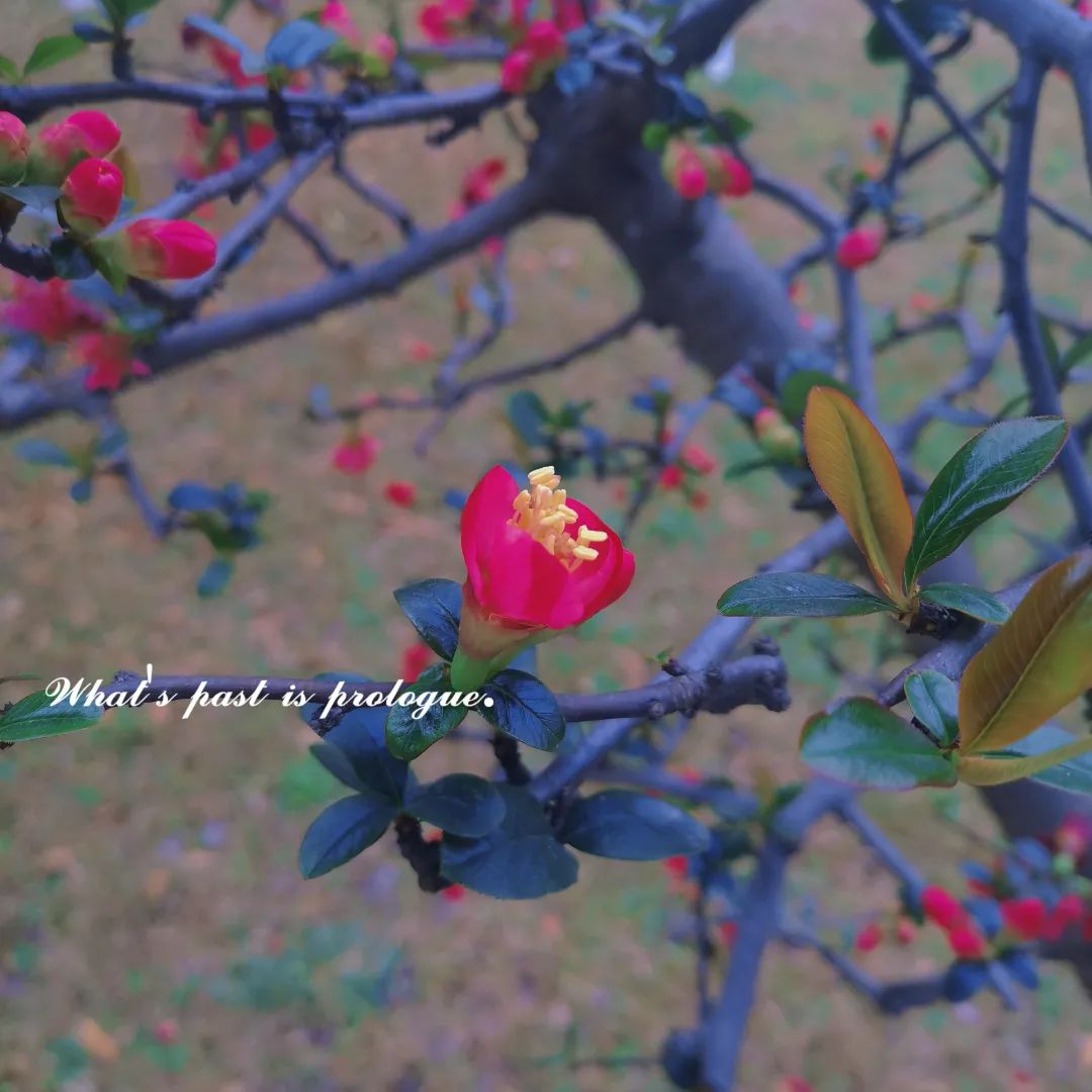 快来看看成都锦城学院的春日美景