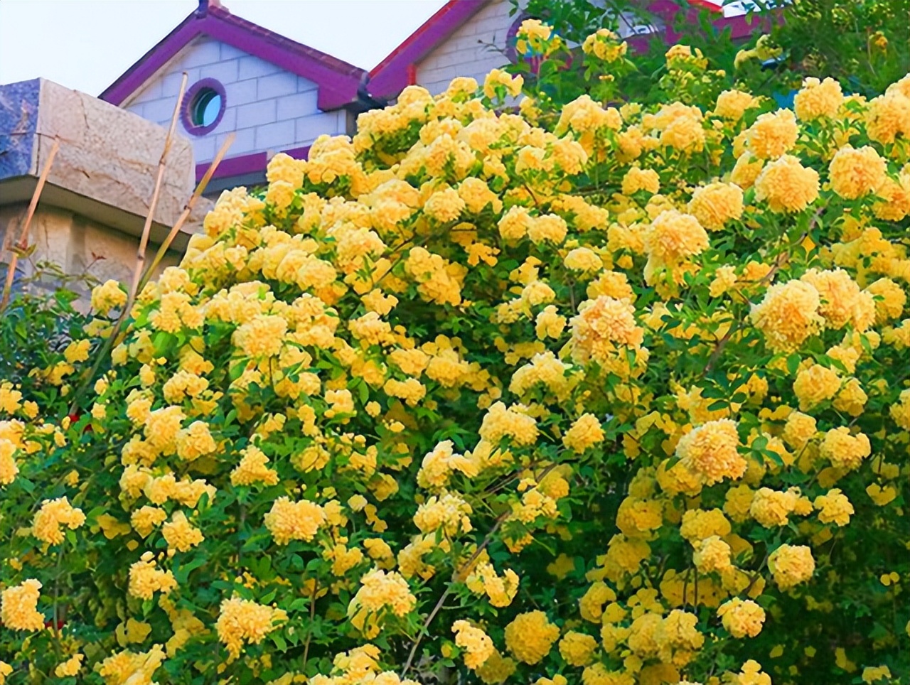 木香花为什么叫鬼招手（揭秘其中的重要原因）