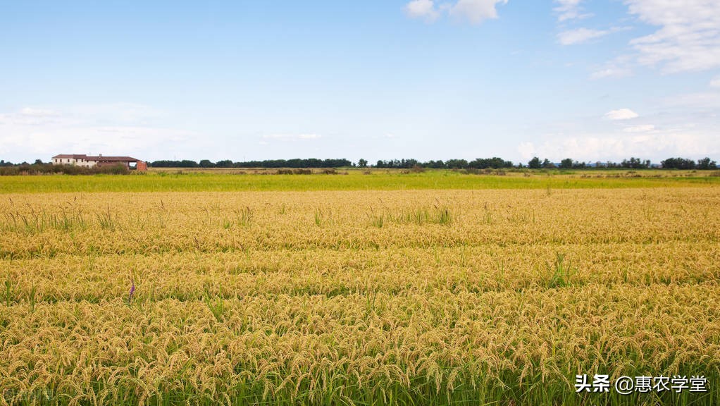农村种植水稻补多少钱一亩？补给谁？附：2022年水稻种植补贴标准