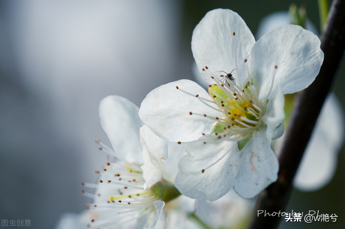 春天的颜色——红白黄紫绿