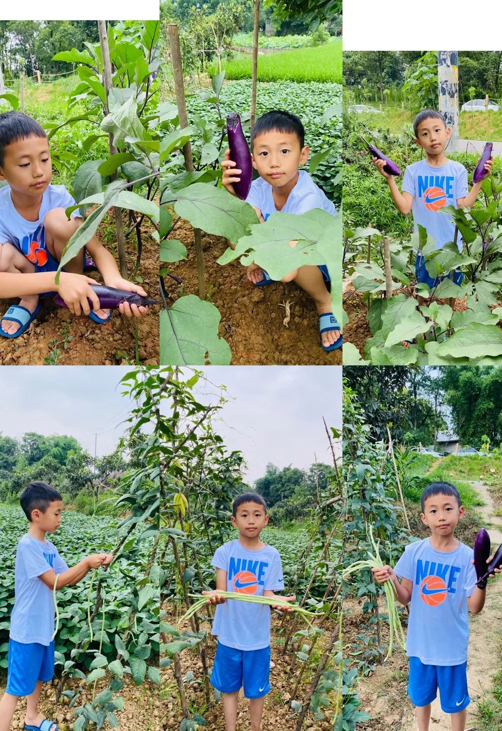 以劳动之名 收获成长之乐｜新兴小学开展“小农夫”劳动教育课程