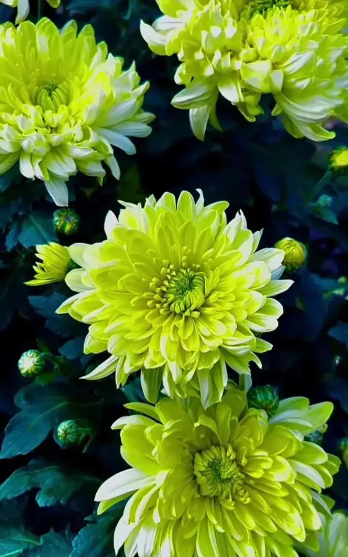 分享图片—漂亮的菊花