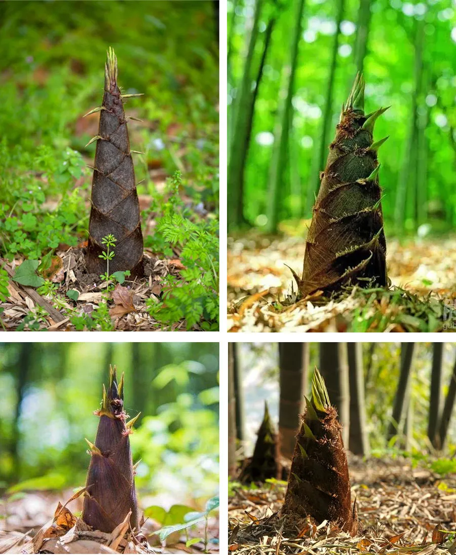 竹林简笔画(儿童画教程|园中亦何有,玉笋怀竹林)