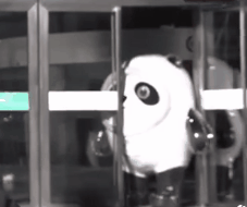 冰墩墩名场面可爱集