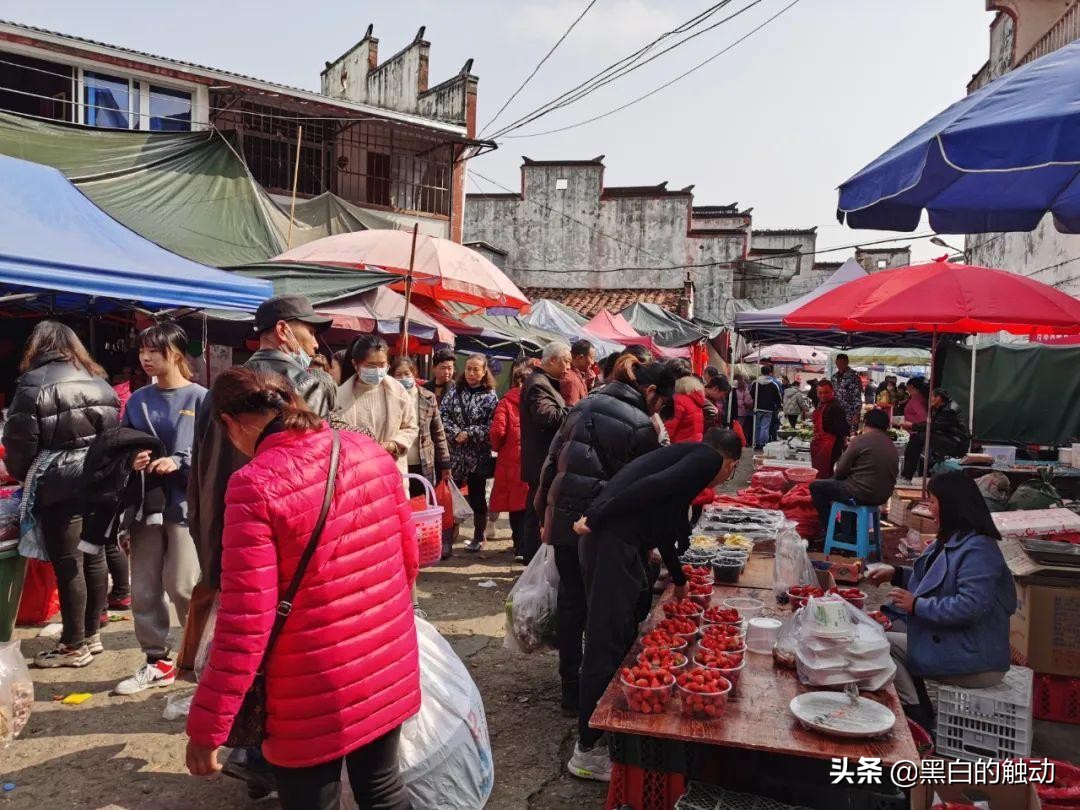 世界上最贵的茶，20克曾卖20万，如今是有钱都买不到的无价之宝