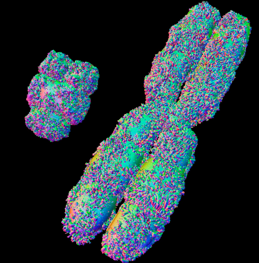 ​生男生女看谁，梦鲤鱼生女孩，梦蛇生男孩，有科学依据吗？