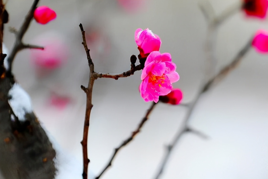 成年人最顶级的自律：拒绝诱惑