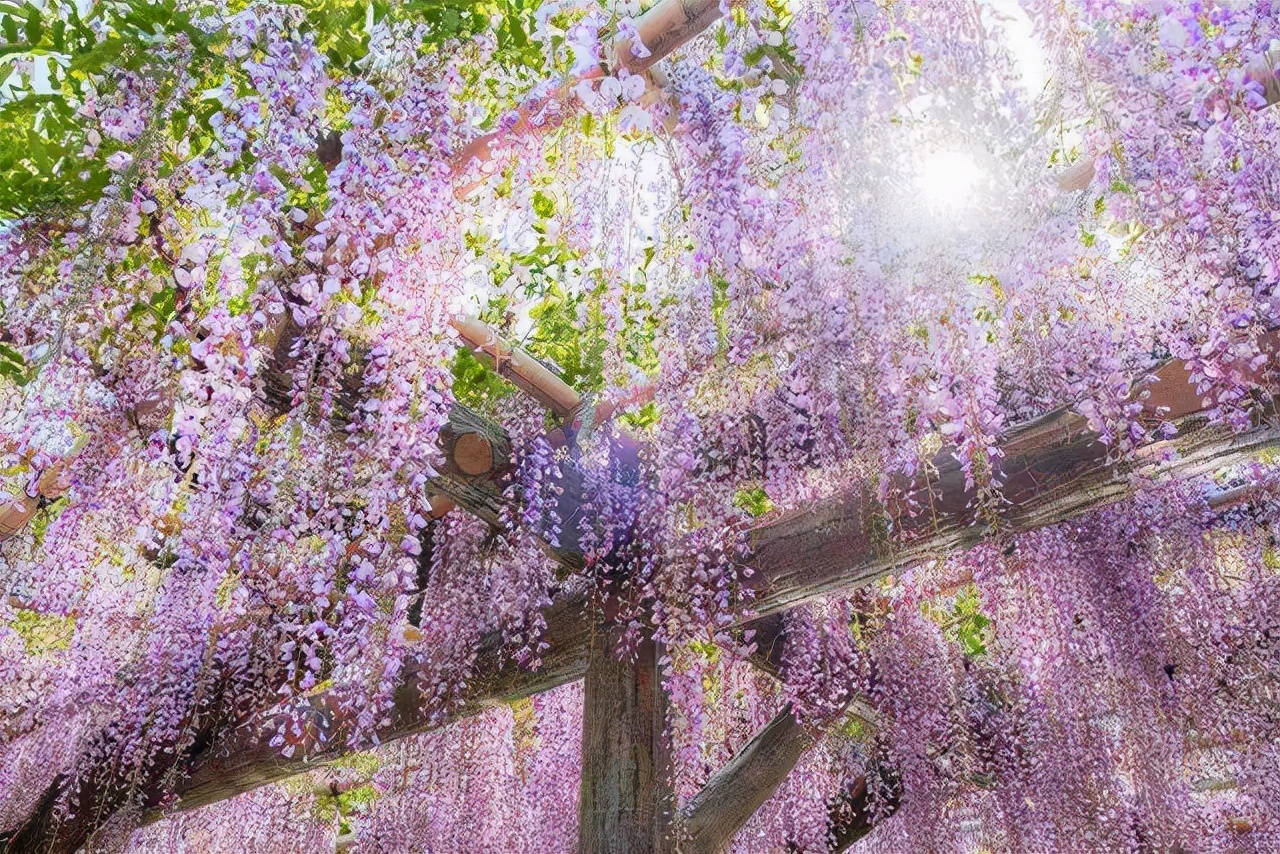 “紫藤挂云木，花蔓宜阳春”，藤蔓之美，美到心醉，网友：迷上了